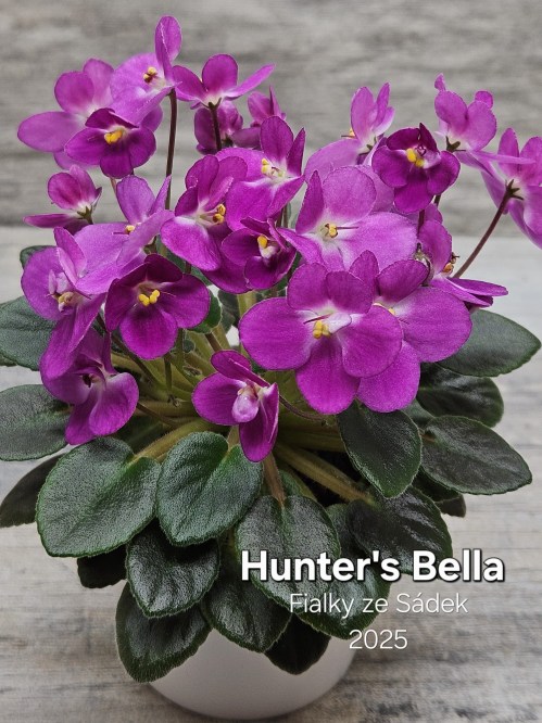 Hunter's Bella